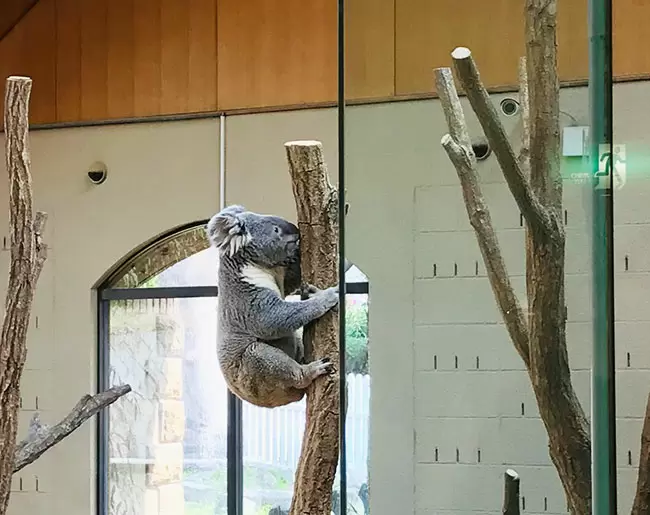 神戸市立王子動物園ベビーカーの貸し出し レンタル 授乳室やオムツ替え情報 ママズハッカー Mama S Hacker 神戸市立王子動物園ベビーカーの貸し出し レンタル 授乳室やオムツ替え情報 ママズハッカー Mama S Hacker